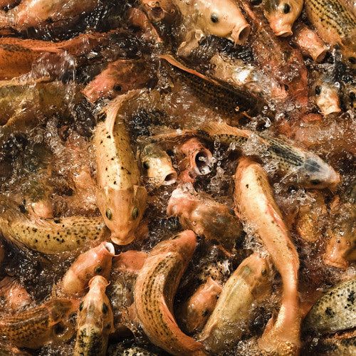 El Columpio Asesino - La Niña Chica (7")