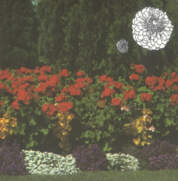 Imaginary Softwoods - Annual Flowers in Color (Green Vinyl)