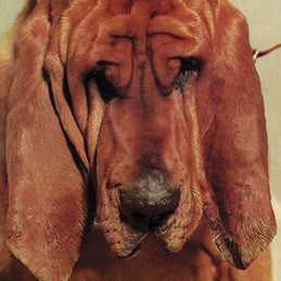 Ty Segall - Goodbye Bread Vinil - Salvaje Music Store MEXICO